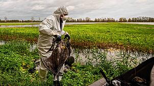 Die auch als Vogelgrippe bezeichnete Geflügelpest hat sich mittlerweile fast über ganz Deutschland ausgebreitet.
