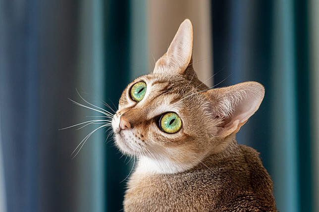 Singapura Katze