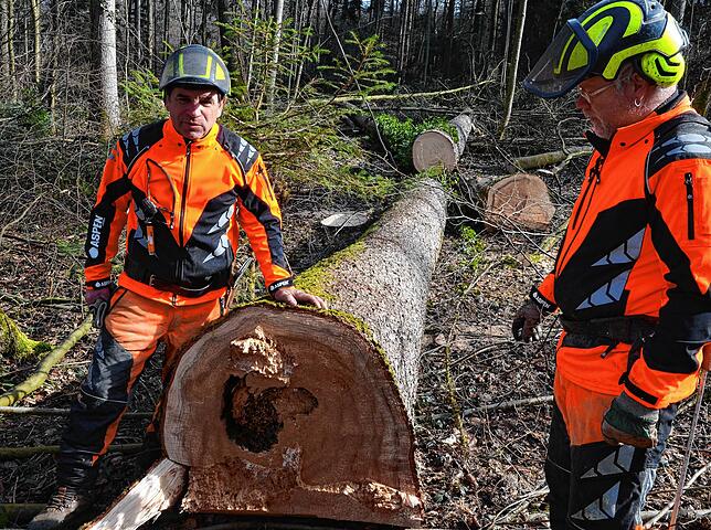 Bernhard Brutsch und Peter Ummenhofer zeigen eine im Innern stark angegriffene Esche. Der Baum hatte kaum noch Halt und musste deswegen ...