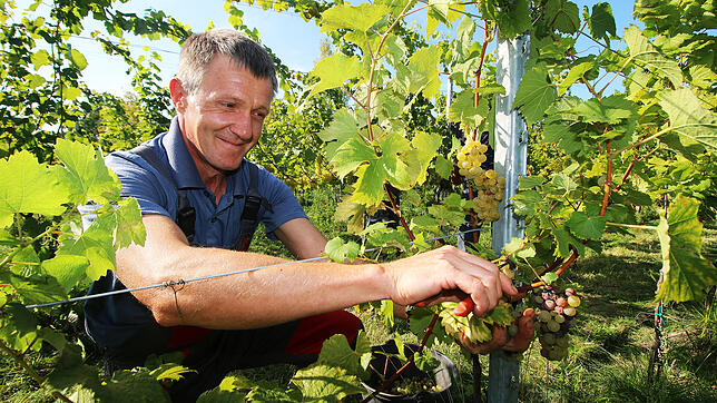 Stefan Schwägler bei der Weinlese in Meersburg-Riedetsweiler.