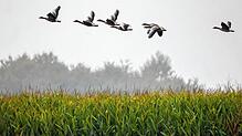 Viele Wolken, vereinzelt Nebel und ab und zu zeigt sich die Sonne – das Herbstwetter in Baden-Württemberg zeigt sich in den kommenden ...
