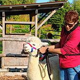 „Während dem Laufen wollen sie nicht gestreichelt werden. Das Alpaka ist kein Kuscheltier. Das Streicheln muss man sich ...