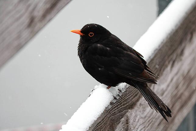 Kalte Füße &ndash; eine Amsel am 2. April im Meersburger Hafen.