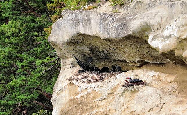 Die Kinderstube macht schon erste Flatterversuche: Der Nachwuchs der Waldrappe in Überlingen versucht bereits den Flügelschlag. Im Horst ...