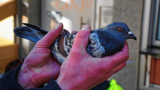 Brieftaubenzüchter lassen ihre Vögel bei Taubenwettflügen über hundert Kilometer fliegen. Das empfindet eine Tierschutzorganisation ...