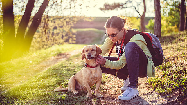 Zecken können viele Krankheiten übertragen, unter anderem die Anaplasmose beim Hund. Deshalb sollten Hundehalter ihre Tiere regelmäßig ...