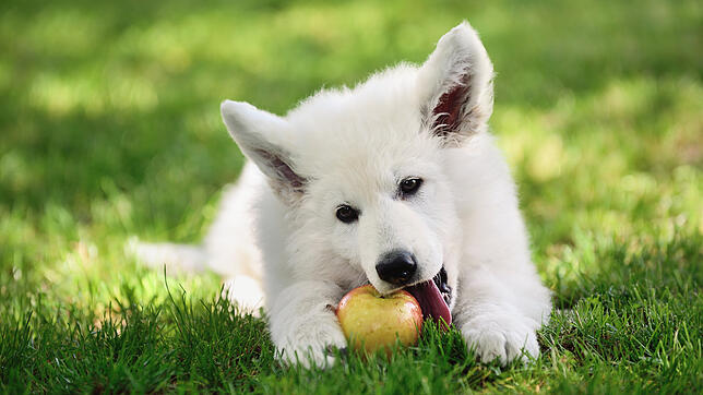 Hunde dürfen viele Obstsorten essen – bei manchen ist jedoch Vorsicht angeraten.