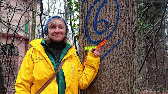 Karin Beer, Revierleiterin des Stadtwaldes Friedrichshafen, zeigt auf eine Esche im Riedlewald. Der Querstrich unterhalb der Ziffer ...