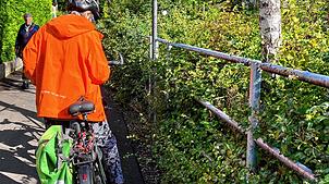 An den Ranken der Armenischen Brombeere würde wohl sogar ein dicker Mountainbikereifen scheitern und die Luft verlieren, geschweige denn ...