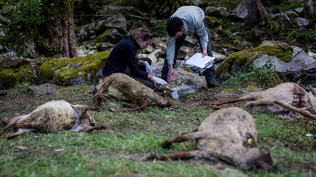 30.04.2018, Bad Wildbad: Vertreter der Forstlichen Versuchs- und Forschungsanstalt Baden-Württemberg (FVA) und der Forstverwaltung Calw ...