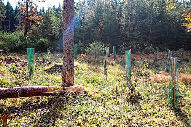 Die Pflege des Orchideenwalds im Naturschutzgebiet Lindenberg-Spießenberg ist umfangreich. Der Schwarzwaldverein Stühlingen unterstützt ...
