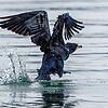 Gemäß EU-Vogelschutzrichtlinie steht der Kormoran unter Schutz. Aber: Er jagt im selben Gewässer wie die Fischer. Allein im Landkreis ...