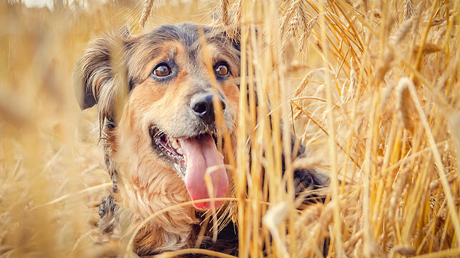 Wer im Sommer mit seinem Hund an Getreidefeldern spazieren geht, sollte auf eine Gefahrenquelle besonders achten.