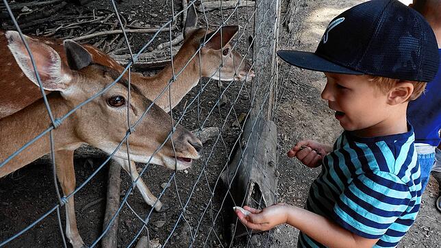 Tierische Begegnungen: Das Wild lässt sich größtenteils vom &bdquo;Festlärm&ldquo; nicht beeindrucken, diese Zwei fressen dem kleinen ...