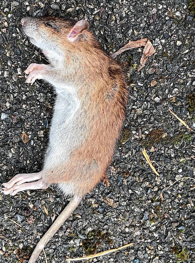 Die Katze wollte nur spielen, für den Milan ist es das Frühstück: Eine stattliche Ratte ist eine willkommene Beute für den Wildvogel.