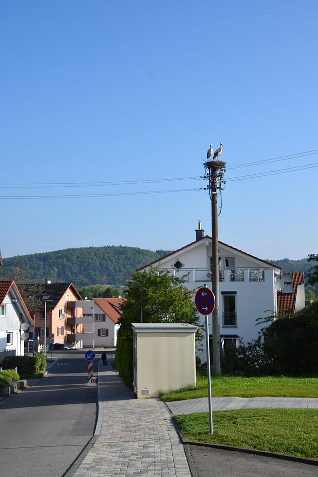 Der Storchenbeauftragte Christian Mende steht mit Netze BW in Kontakt, da Storchennester zwar geschützt sind, aber geprüft werden muss, ...