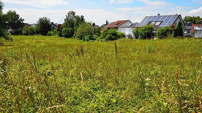 Hier soll die neue Grundschule in Markdorf-Süd gebaut werden. Das Grundstück an der Ensisheimer Straße liegt in direkter Nachbarschaft ...