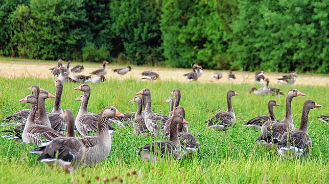 Es sind viele. Und sie koten die Wiesen voll. Die Graugänse am Kirnbergsee &ndash; hier im Juli 2022 &ndash; sind ein Ärgernis. Jetzt ...
