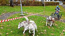 Eine Herausforderung für Mensch und Hund: der steile Anstieg im Alten Kurpark in Todtmoos ist eine der schwierigsten Passagen beim ...