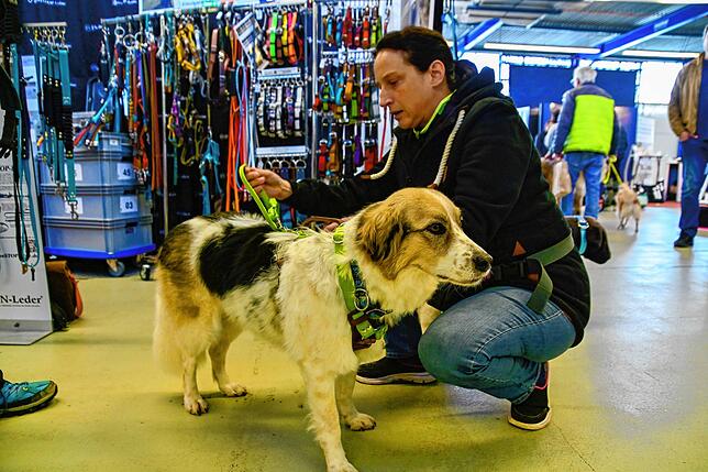 Auf der Hundemesse gibt es viele Accessoires für die geliebten Vierbeiner. Hier probiert Jenny Jocubeit ihrer Hündin Luna ein neues ...