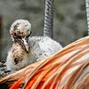 Ein kürzlich geschlüpfter Chileflamingo im Zoo Zürich.