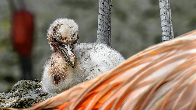 Ein kürzlich geschlüpfter Chileflamingo im Zoo Zürich.