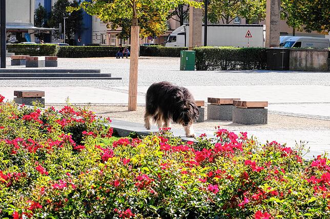 Ein Hund streunt durchs Blumenbeet &ndash; laut den Anwohnern kein ungewöhnliches Bild.