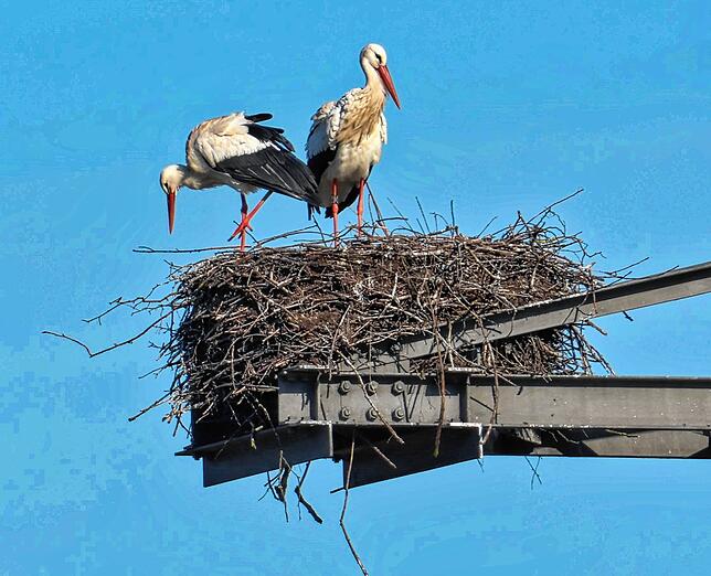 Nicht überall auf den Strommasten sind die Tiere auch gerne gesehen. An kritischen Stellen ist eine Vogelabwehr installiert.