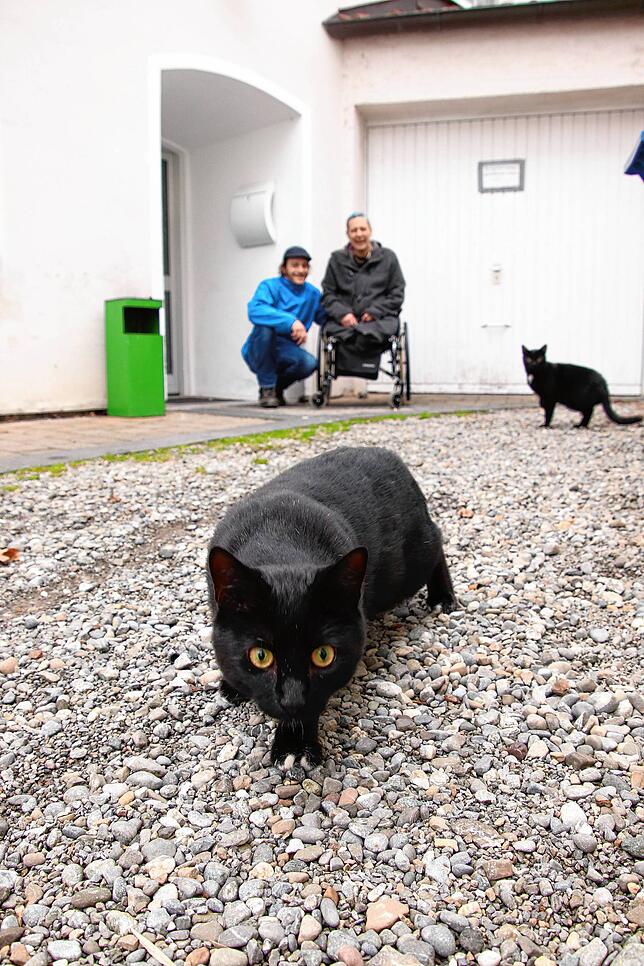 Ihre beiden schwarzen Katzen, sagt das Paar, würden sie abgeben, wenn der neue Vermieter keine Tiere möchte.