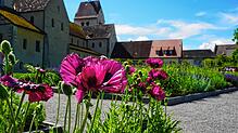 Es geht auf Entdeckertour in die Klostergärten der Reichenau. Auf dem Arenenberg und im Kreuzlinger Seeburgpark steht der Weinbau im ...