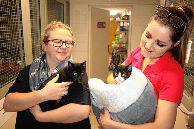 Auch das Tierheim nimmt immer wieder herrenlose Katzen auf. Caroline Meer, Vorsitzende des Tierschutzvereins Überlingen und Umgebung ...