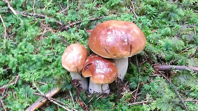 Der Steinpilz ist einer der edelsten Speisepilze. In diesem Jahr gedeiht er in der Region Bonndorf prächtig.
