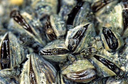 Forschungstaucher dokumentieren die Bestandsänderungen von Dreikantmuscheln (hier im Bild) und Körbchenmuscheln im Bodensee. Bilder: ...