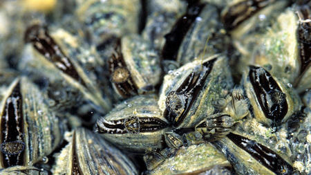 Forschungstaucher dokumentieren die Bestandsänderungen von Dreikantmuscheln (hier im Bild) und Körbchenmuscheln im Bodensee. Bilder: ...