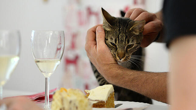 Kater Caruso lässt sich in "PeePees Katzencafé" in Berlin-Neukölln am Tisch streicheln. In Berlins erstem Katzencafé sind zwei Katzen zu ...