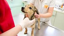 Jährliche Routineuntersuchungen bei Hunden sind wichtig, um frühzeitig Krankheiten oder Tumore festzustellen.