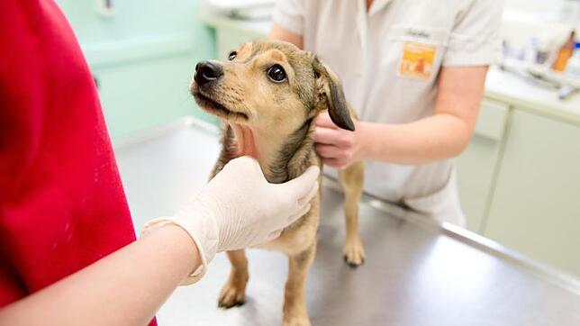 Jährliche Routineuntersuchungen bei Hunden sind wichtig, um frühzeitig Krankheiten oder Tumore festzustellen.