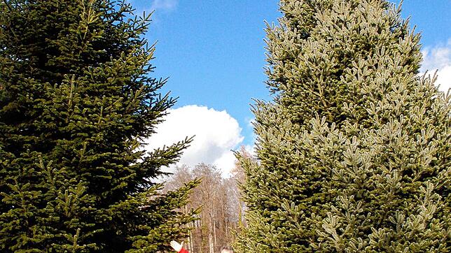 Noch wachsen etliche Prachtexemplare mit mehr als acht Metern in der Weihnachtsbaumanlage von Sonya und Günter Bühler. Bild: Ingrid Böhm