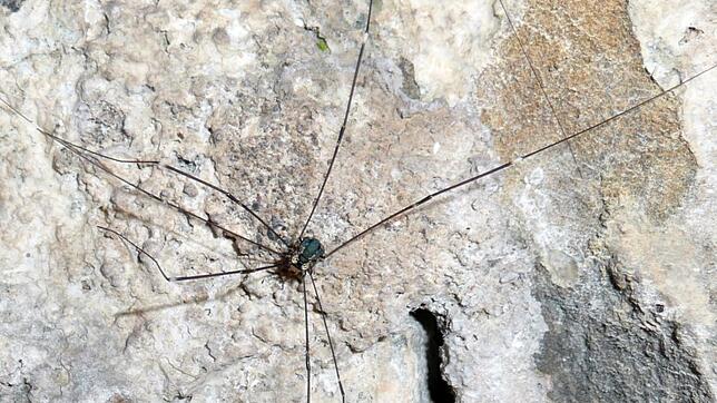 Der Weberknecht ist keine Spinne - was sind die Unterschiede?