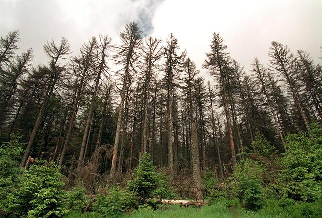 In den 80er-Jahren schien das Sterben das Los der Wälder zu sein. Bild: dpa