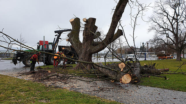 Der abgestorbene Kastanienbaum an der Uferpromenade in Friedrichshafen wird am Mittwochvormittag abgesägt.