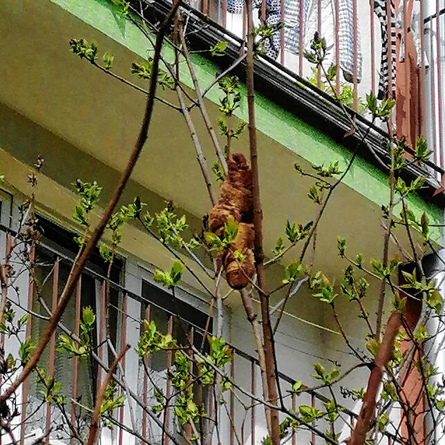 Das Croissant: Ein gefährliches Tier.