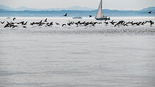 Kormorane fliegen über den Bodensee: Nicht jeder freut sich über den Anblick.