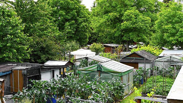 Blick auf die Kleingartenanlage Knöpfleswies in der Singener Nordstadt. Das Foto zeigt: Auf dem Gelände stehen viele Gartenhäuser.
