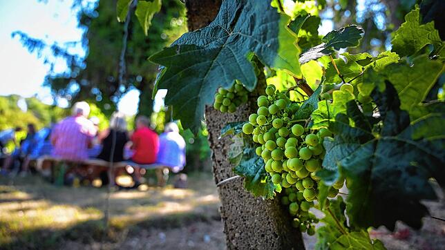 Weit mehr als Wein: Wandertouren rund um den Bodensee.