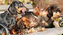 Experten zufolge haben kleine reinrassige Hunde mit länglichem Schädel die höchste mediane Lebenserwartung, wie zum Beispiel der Dackel.
