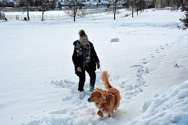 Die Hunde fühlen sich Schnee besonders wohl. Der vierjährige Vierbeiner Canella fordert hier Herrin Maria im tiefen Schnee heraus.