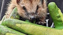 Igel Manni, der von einer Familie in Tuningen aufgepäppelt worden ist und wieder seine Freiheit genießt. Foto: Bürker