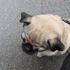 Mops Chico