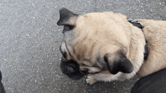 Mops Chico